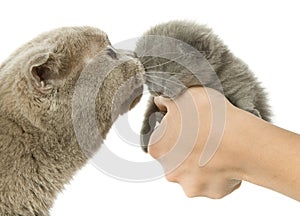 Mother-cat and small kitten