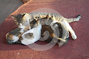 Mother cat with a small kitten lying on the floor.