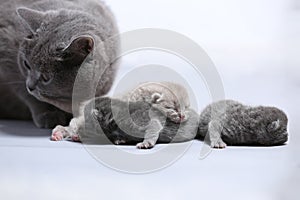 Mother cat takes care of her newly born kittens