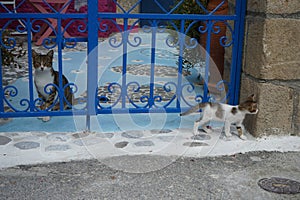 A mother cat is watching a curious kitten from behind the gate. Lardos, Rhodes, Greece