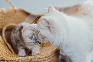 Mother cat is watching her playful kitten sitting in a basket.