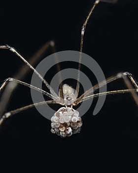 A mother Cellar Spider or Daddy Long legs Spider