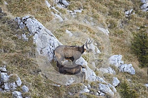 Mother chamois feeding babies in the summer