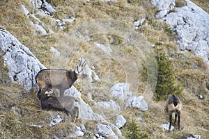 Mother chamois feeding babies in the summer