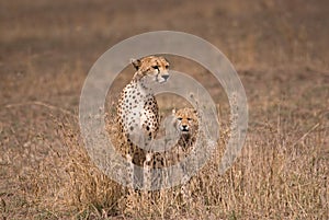 Mother cheetah with cub, Serengeti Park Tanzania