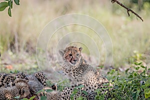 Mother Cheetah and cubs feeding on an Impala