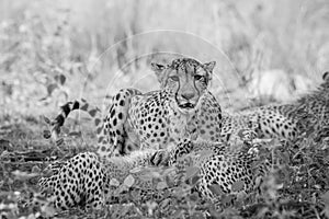 Mother Cheetah and cubs feeding on an Impala