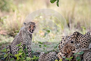 Mother Cheetah and cubs feeding on an Impala