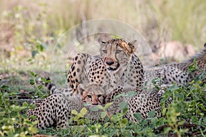 Mother Cheetah and cubs feeding on an Impala