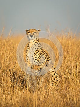 Mother and cheetah cubs in warm golden light in Masai Mara Kenya