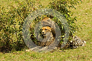 A mother cheetah with her baby