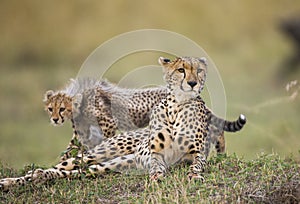 Mother cheetah and her cub in the savannah. Kenya. Tanzania. Africa. National Park. Serengeti. Maasai Mara.