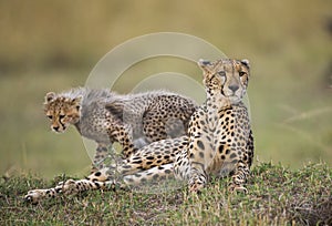 Mother cheetah and her cub in the savannah. Kenya. Tanzania. Africa. National Park. Serengeti. Maasai Mara.