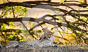 Mother cheetah and her cub in the savannah. Kenya. Tanzania. Africa. National Park. Serengeti. Maasai Mara.