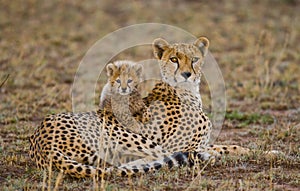 Mother cheetah and her cub in the savannah. Kenya. Tanzania. Africa. National Park. Serengeti. Maasai Mara.