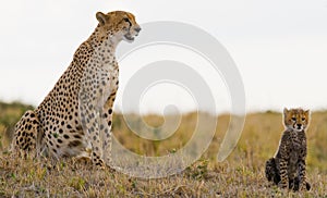 Mother cheetah and her cub in the savannah. Kenya. Tanzania. Africa. National Park. Serengeti. Maasai Mara.