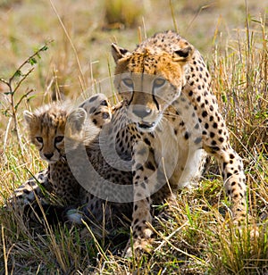 Mother cheetah and her cub in the savannah. Kenya. Tanzania. Africa. National Park. Serengeti. Maasai Mara.