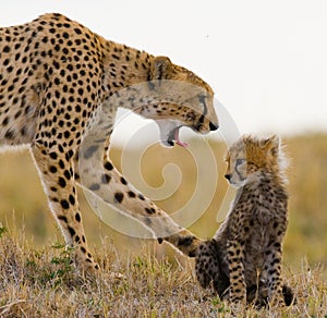 Mother cheetah and her cub in the savannah. Kenya. Tanzania. Africa. National Park. Serengeti. Maasai Mara.