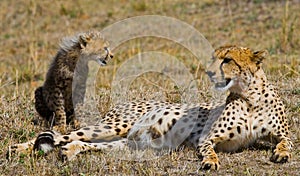 Mother cheetah and her cub in the savannah. Kenya. Tanzania. Africa. National Park. Serengeti. Maasai Mara.