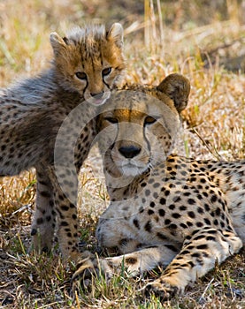 Mother cheetah and her cub in the savannah. Kenya. Tanzania. Africa. National Park. Serengeti. Maasai Mara.