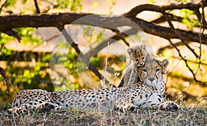 Mother cheetah and her cub in the savannah. Kenya. Tanzania. Africa. National Park. Serengeti. Maasai Mara.