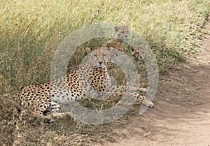 Mother Cheetah and her cubs