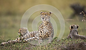 Mother cheetah and her cubs in the savannah. Kenya. Tanzania. Africa. National Park. Serengeti. Maasai Mara.