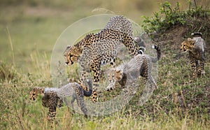 Mother cheetah and her cubs in the savannah. Kenya. Tanzania. Africa. National Park. Serengeti. Maasai Mara.