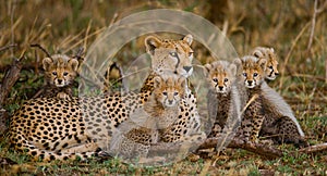 Mother cheetah and her cubs in the savannah. Kenya. Tanzania. Africa. National Park. Serengeti. Maasai Mara.