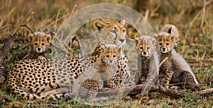 Mother cheetah and her cubs in the savannah. Kenya. Tanzania. Africa. National Park. Serengeti. Maasai Mara.