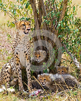 Mother cheetah and her cubs in the savannah. Kenya. Tanzania. Africa. National Park. Serengeti. Maasai Mara.