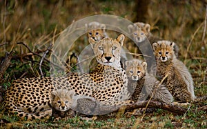 Mother cheetah and her cubs in the savannah. Kenya. Tanzania. Africa. National Park. Serengeti. Maasai Mara.