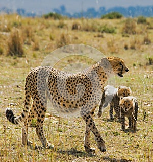 Mother cheetah and her cubs in the savannah. Kenya. Tanzania. Africa. National Park. Serengeti. Maasai Mara.