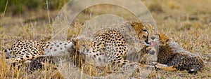 Mother cheetah and her cubs in the savannah. Kenya. Tanzania. Africa. National Park. Serengeti. Maasai Mara.