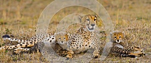 Mother cheetah and her cubs in the savannah. Kenya. Tanzania. Africa. National Park. Serengeti. Maasai Mara.