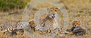 Mother cheetah and her cubs in the savannah. Kenya. Tanzania. Africa. National Park. Serengeti. Maasai Mara.