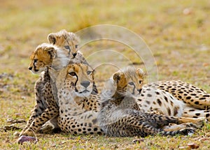 Mother cheetah and her cubs in the savannah. Kenya. Tanzania. Africa. National Park. Serengeti. Maasai Mara.