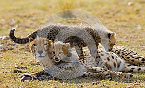 Mother cheetah and her cubs in the savannah. Kenya. Tanzania. Africa. National Park. Serengeti. Maasai Mara.