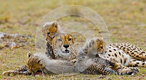 Mother cheetah and her cubs in the savannah. Kenya. Tanzania. Africa. National Park. Serengeti. Maasai Mara.