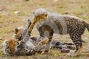 Mother cheetah and her cubs in the savannah. Kenya. Tanzania. Africa. National Park. Serengeti. Maasai Mara.