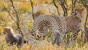 Mother cheetah and her cubs in the savannah. Kenya. Tanzania. Africa. National Park. Serengeti. Maasai Mara.