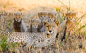 Mother cheetah and her cubs in the savannah. Kenya. Tanzania. Africa. National Park. Serengeti. Maasai Mara.