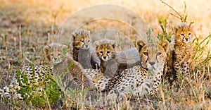 Mother cheetah and her cubs in the savannah. Kenya. Tanzania. Africa. National Park. Serengeti. Maasai Mara.