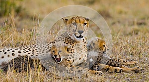 Mother cheetah and her cubs in the savannah. Kenya. Tanzania. Africa. National Park. Serengeti. Maasai Mara.