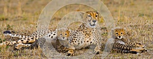 Mother cheetah and her cubs in the savannah. Kenya. Tanzania. Africa. National Park. Serengeti. Maasai Mara.