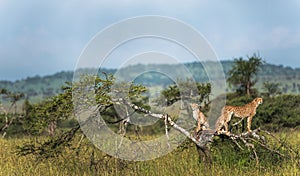 Mother Cheetah and her cubs in the wild