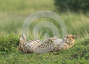 Mother Cheetah lying on her back at Masai Mara, Kenya