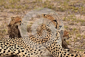 Mother Cheetah with two cubs