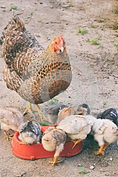 Mother chicken with its baby chicks on outdoors. Ginger hen walks with newborn chickens