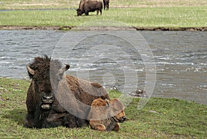 Mother and child bison laying in grasslands